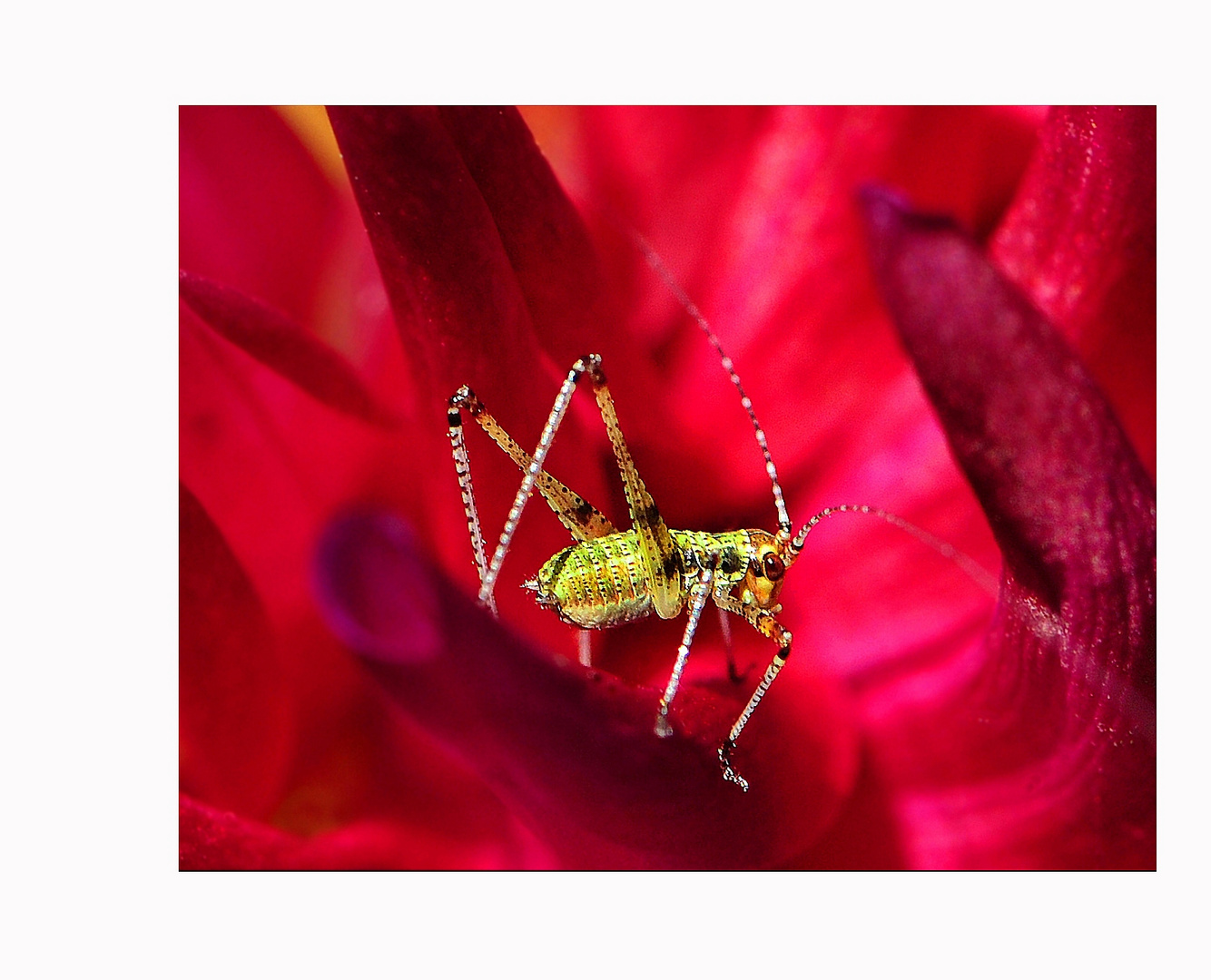 Zartschrecke in roter Blüte