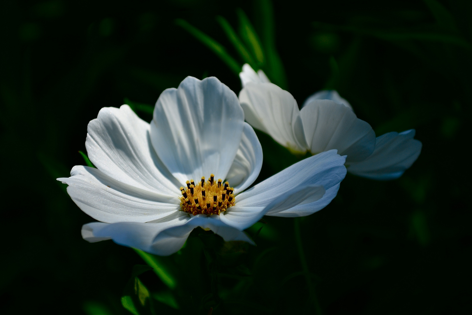 Zaubehafte Blüte