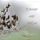 ~ Zauber  ~