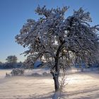 Zauber am Morgen