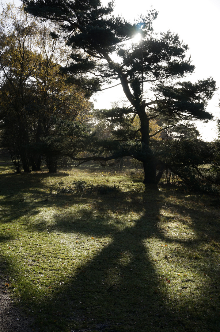 Zauber Baumschatten im November Sonne