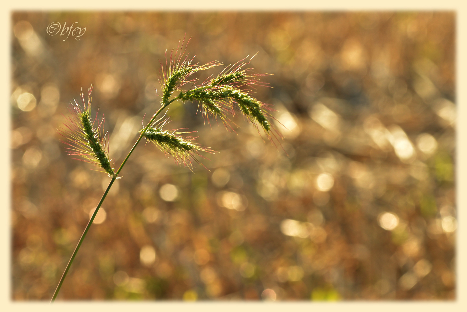 Zauber der Abendsonne.