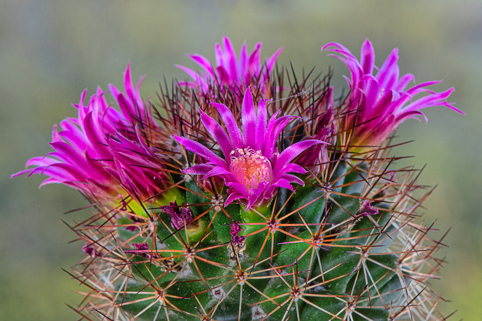 Zauber der Kaktus- Blüten