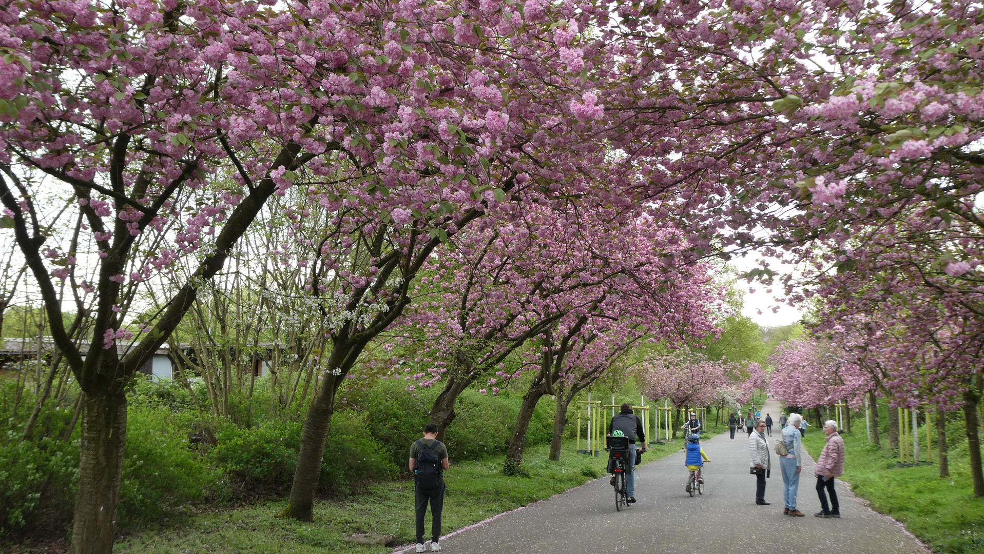 Zauber der Kirschblüte