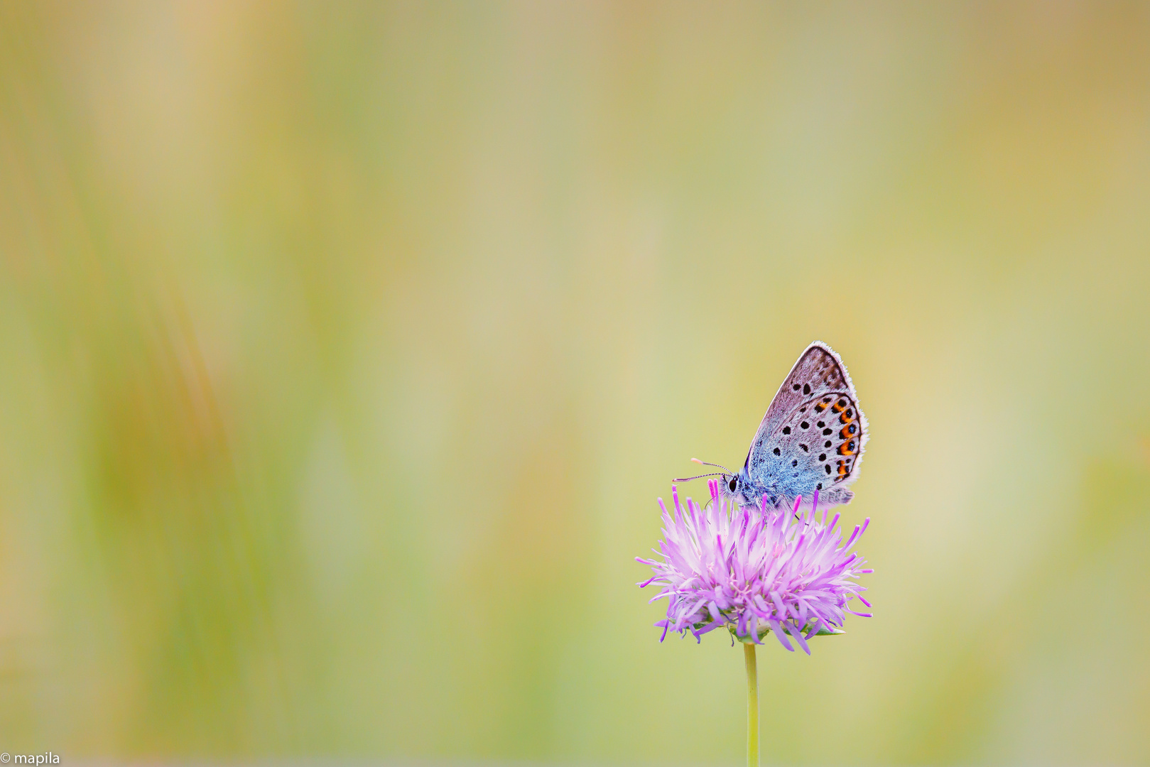 ——— Zauber der Natur ———