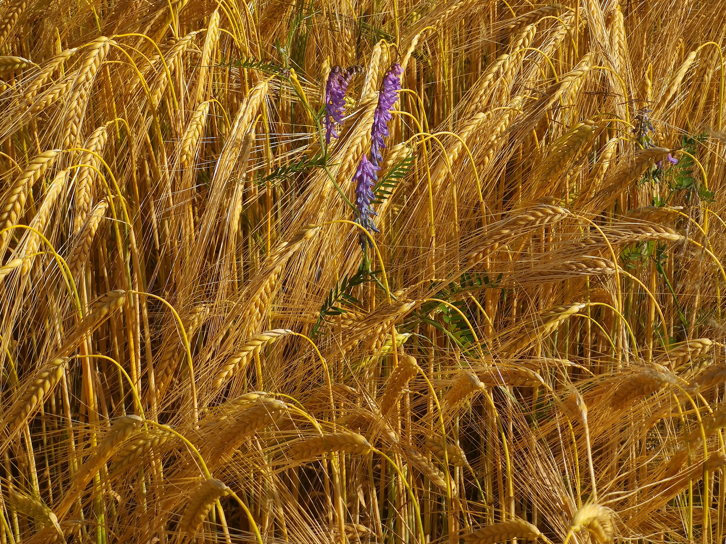 Zauber der Natur