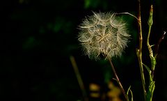 Zauber der Natur