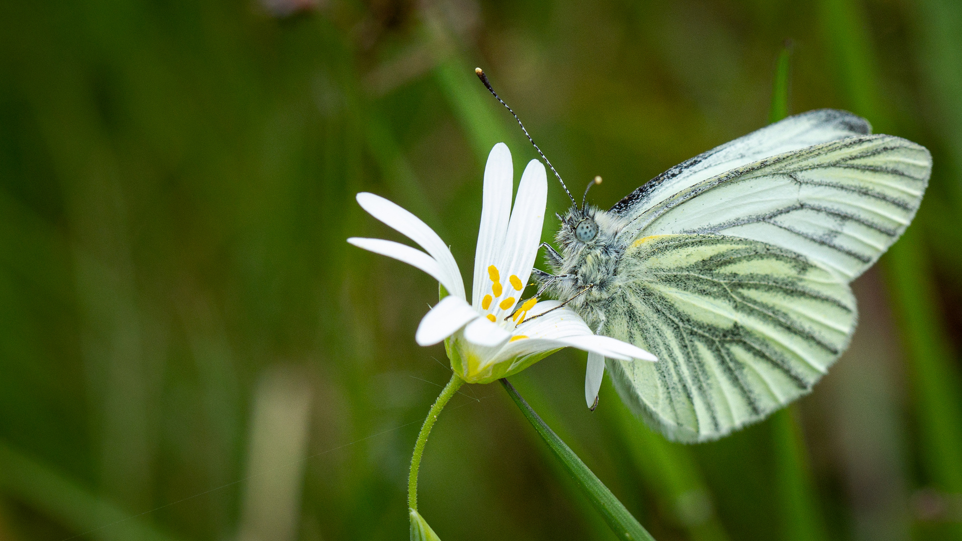 Zauber der Natur