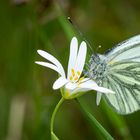 Zauber der Natur