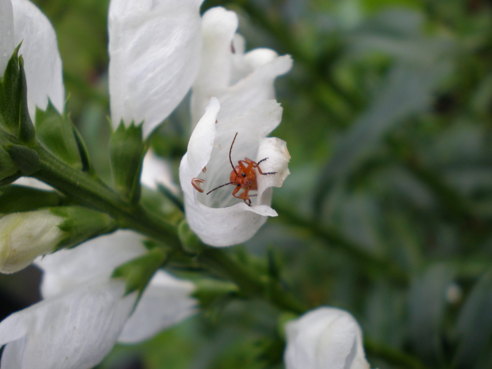 Zauber der Natur