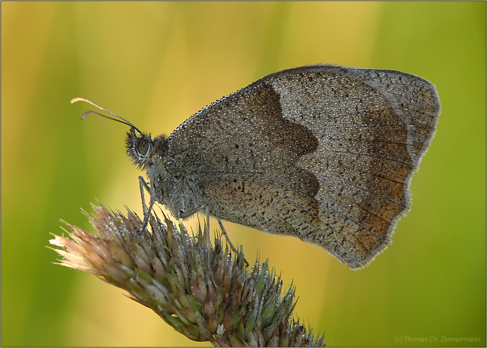 Zauber der Natur