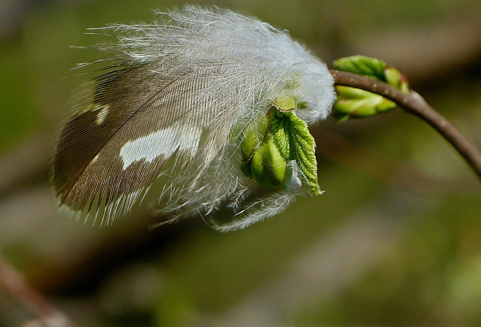 Zauber der Natur 