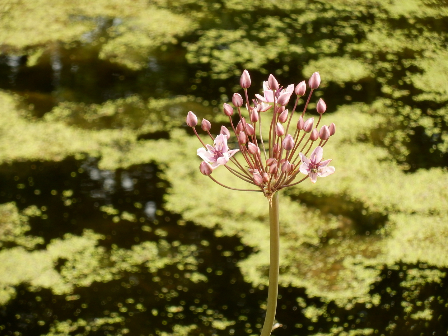 Zauber der Natur