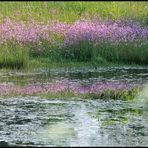 Zauber der Natur