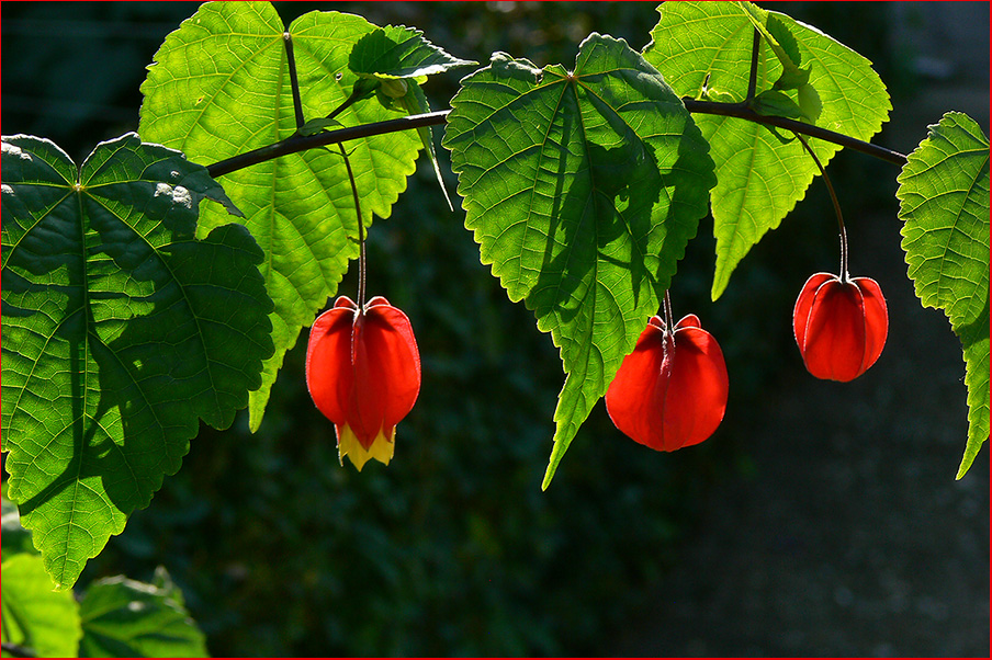 Zauber der Natur