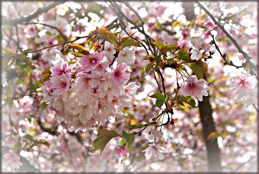 Zauber der Natur