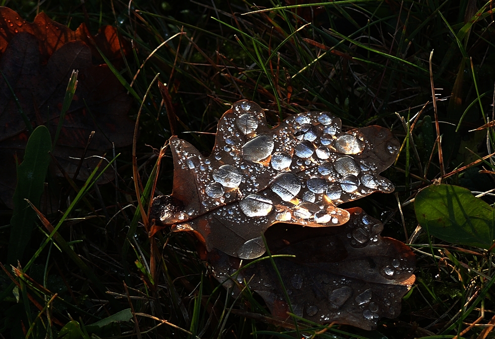 Zauber der Natur