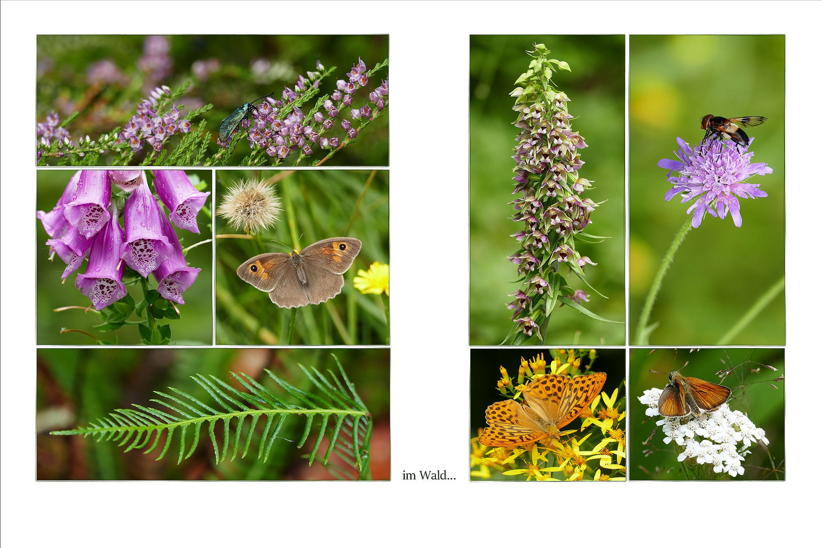 Zauber der Natur...