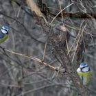 Zauber der Natur