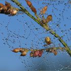 Zauber der Natur