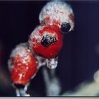 Zauber der Natur-Hagebutte im Eismantel