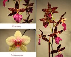 Zauber der Orchideen (2)