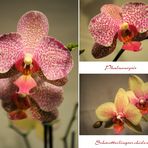 Zauber der Orchideen
