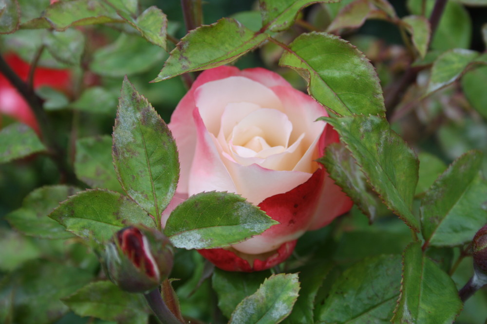 Zauber der Rose