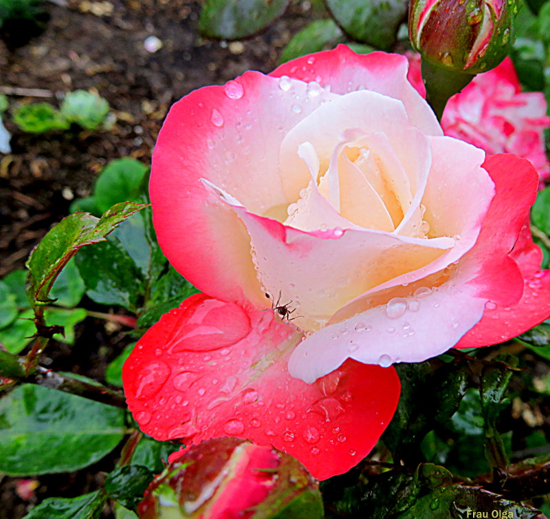 Zauber der Rosenblüte