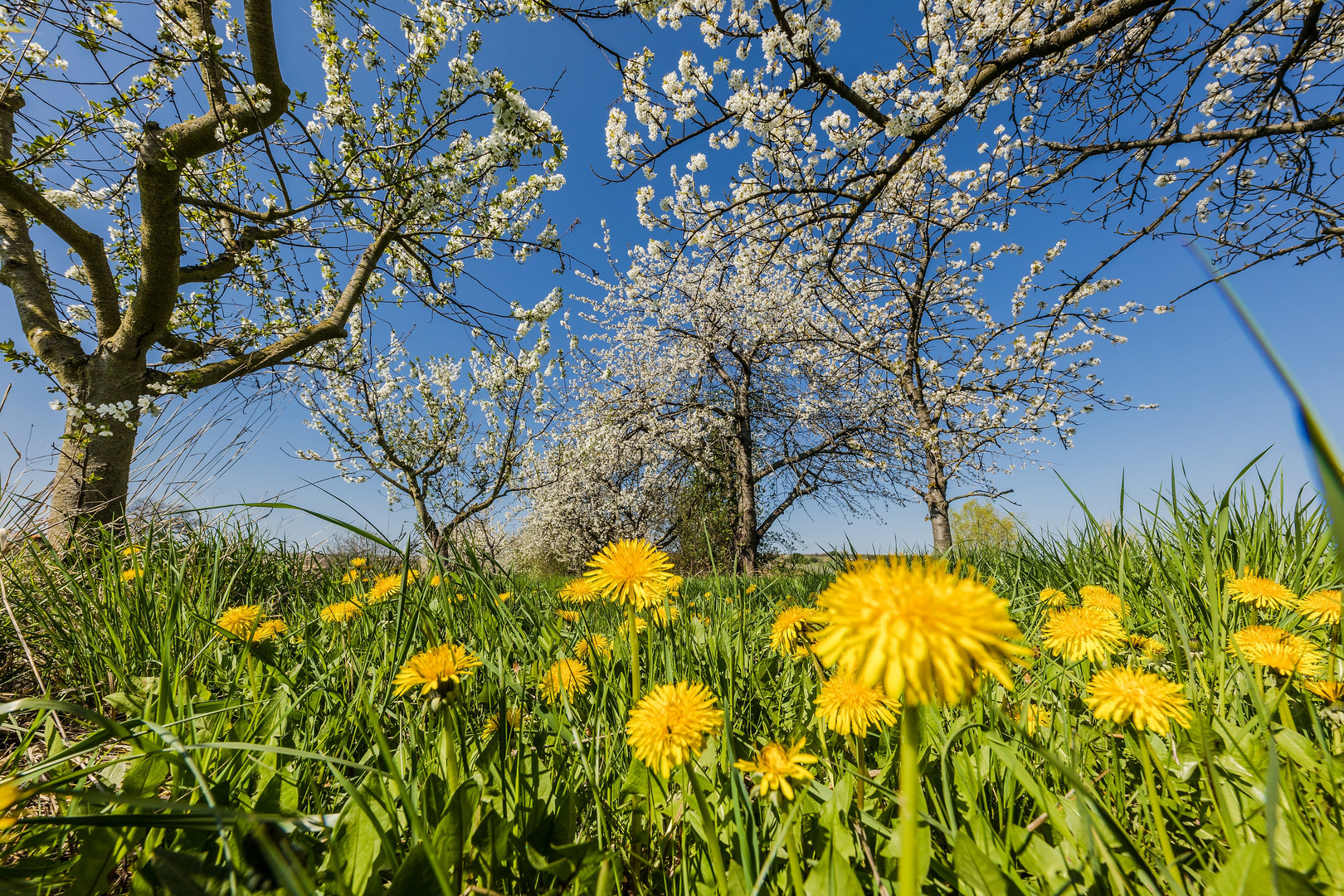 Zauber des Frühlings