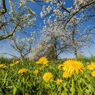 Zauber des Frühlings