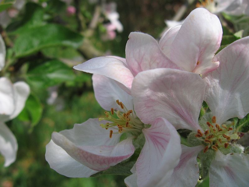 Zauber des Frühlings - Apfelblüte