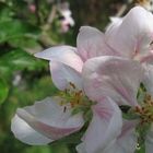 Zauber des Frühlings - Apfelblüte