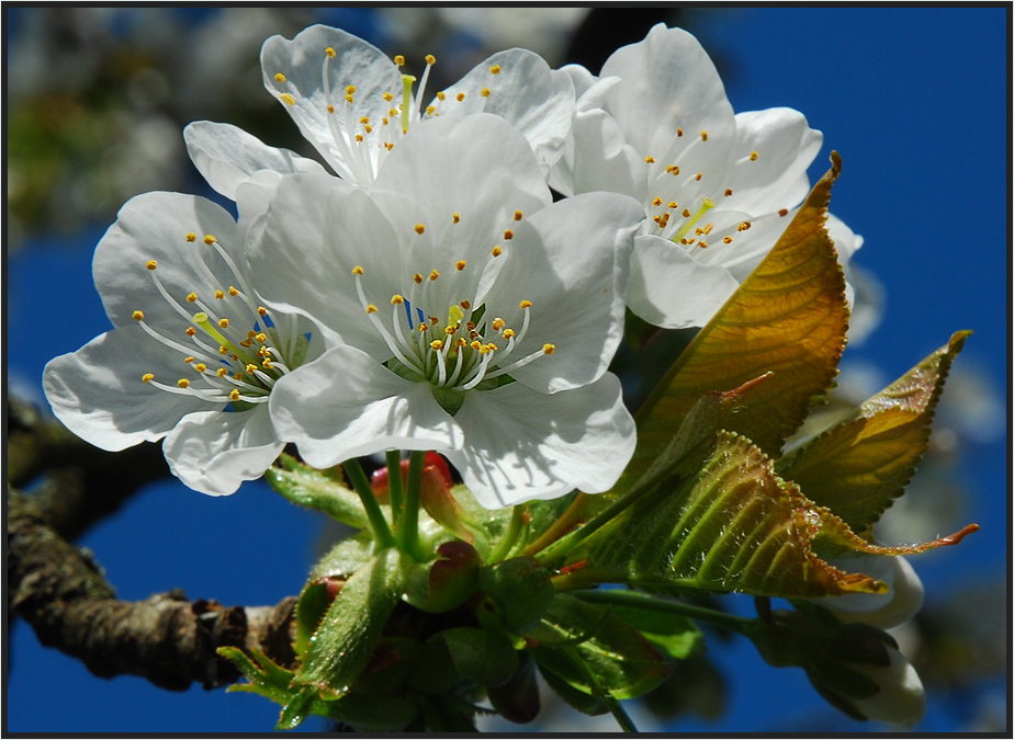 Zauber des Frühlings / La magia de la primavera