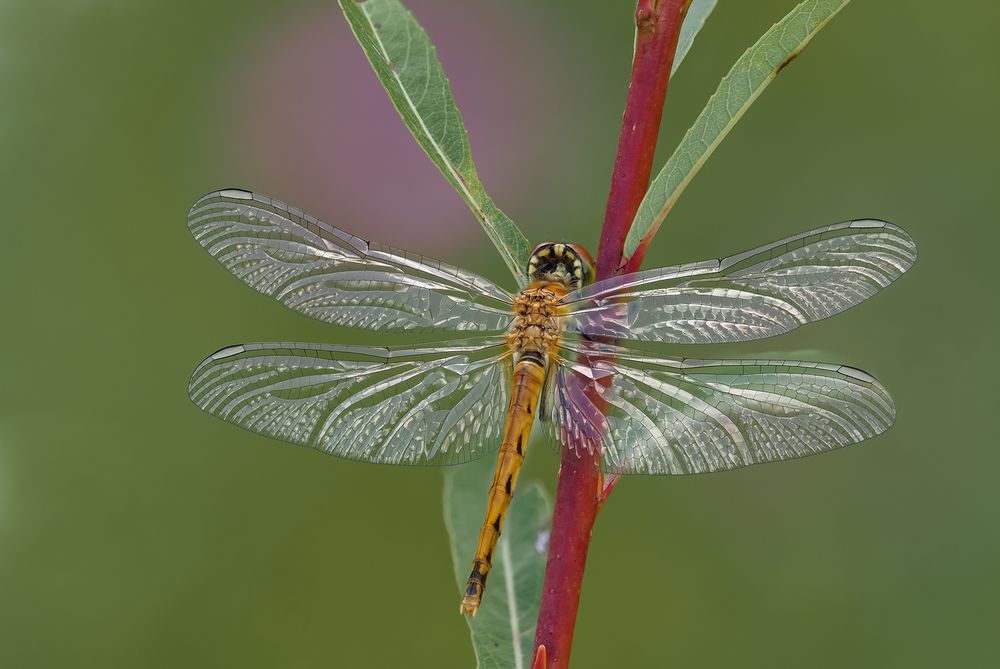 Zauber des Glanzes