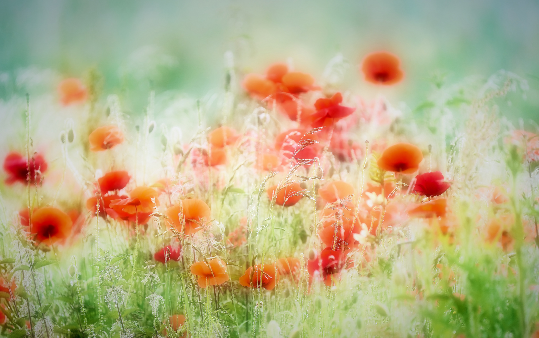  Zauber des Mohn