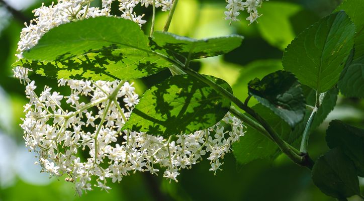 Zauber des Natürlichen