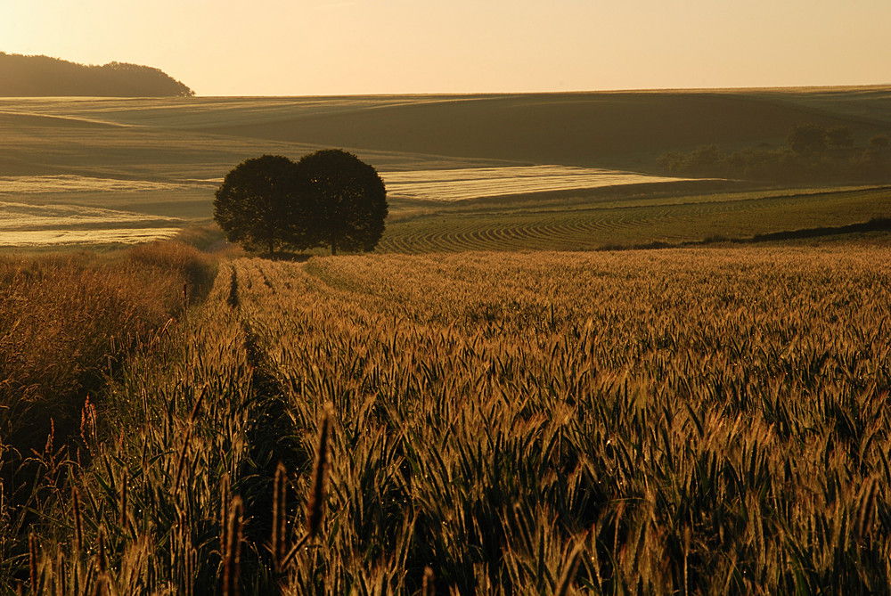 Zauber des Sommers