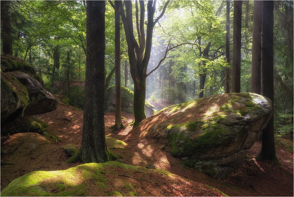 Zauber des Waldes Foto & Bild | wald, natur, landschaft Bilder auf