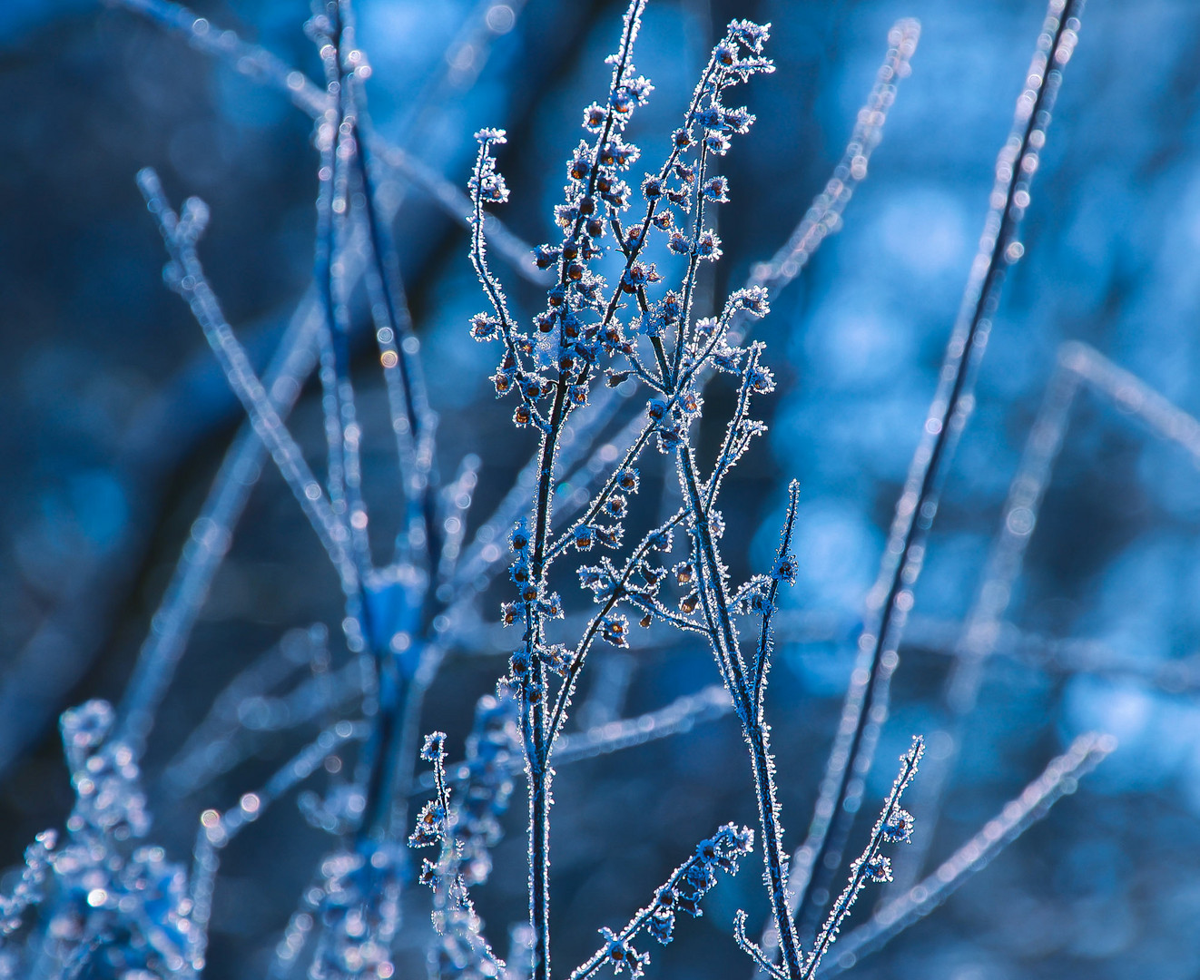 Zauber des Winters