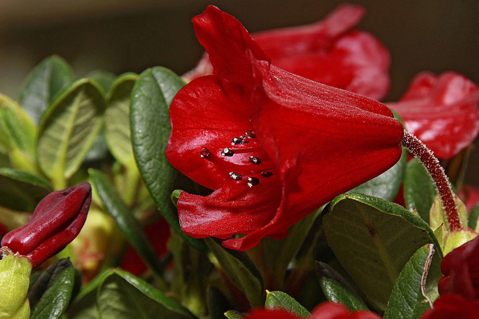 Zauber einer Blüte