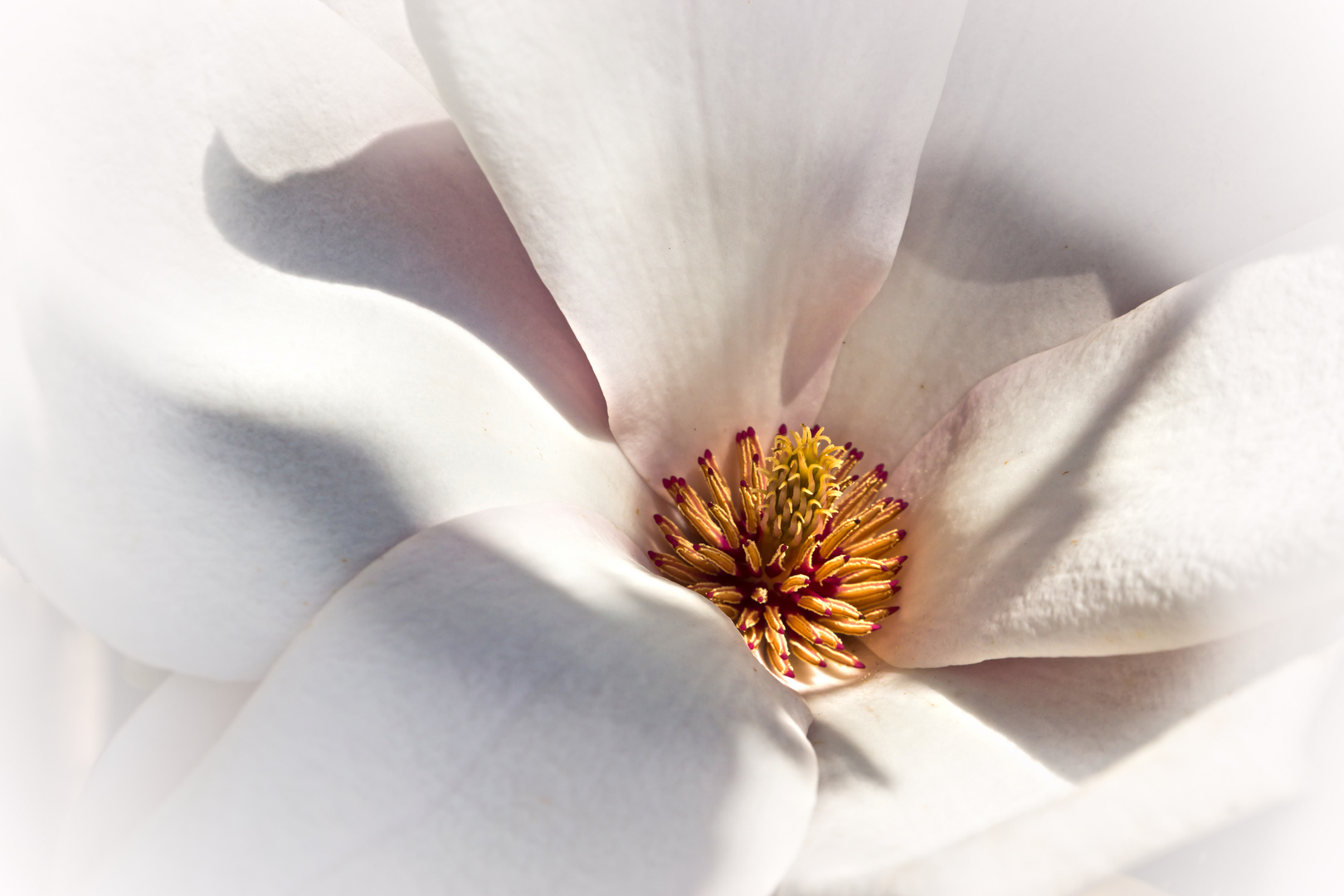 Zauber einer Magnolienblüte