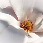 Zauber einer Magnolienblüte