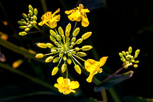    … Zauber einer Rapsblüte.