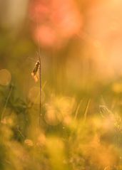 Zauber im Morgenlicht