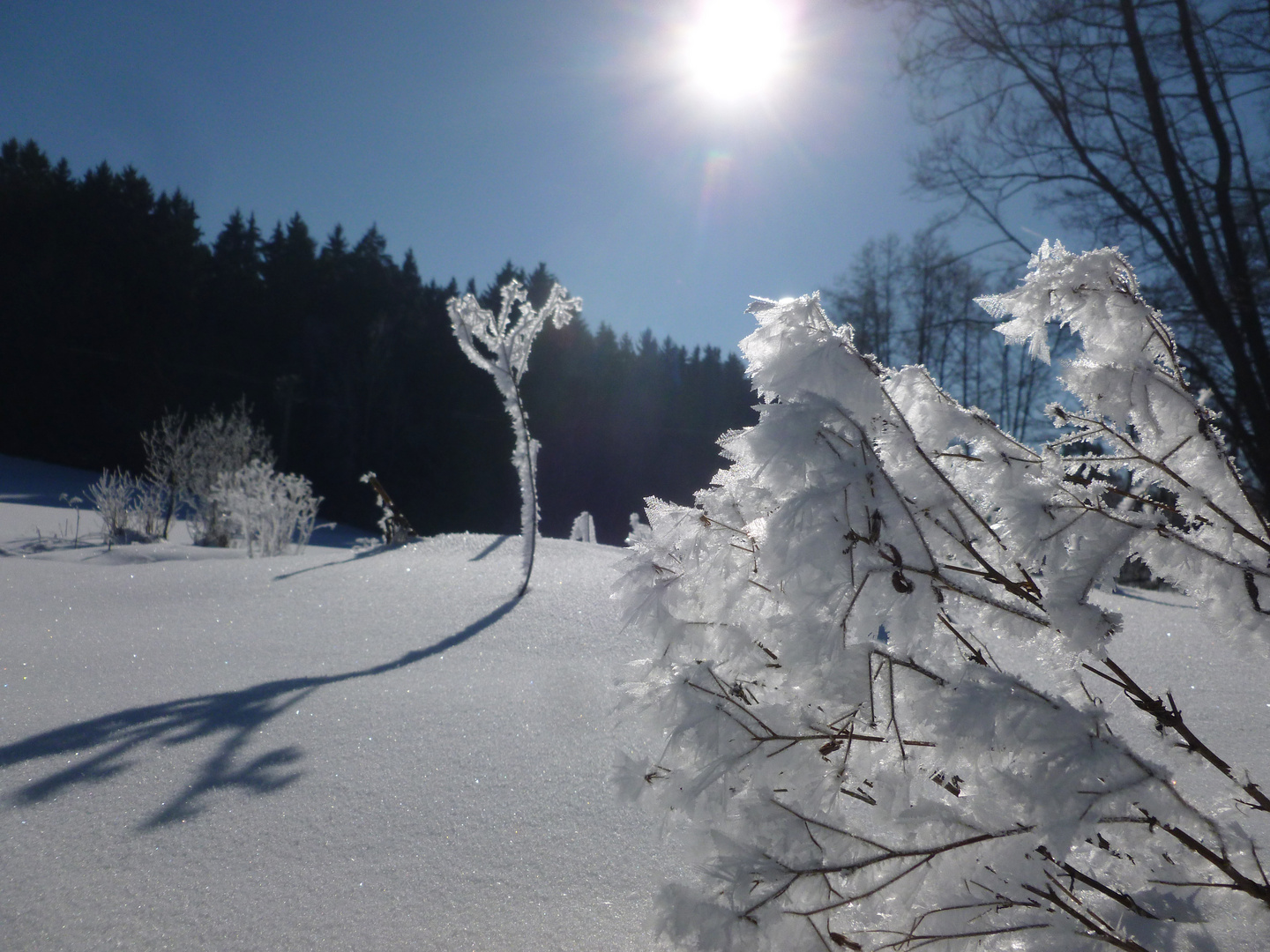 Zauber in Weiß