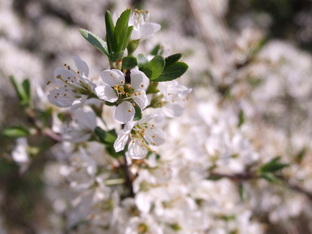 Zauber Kirschblüte