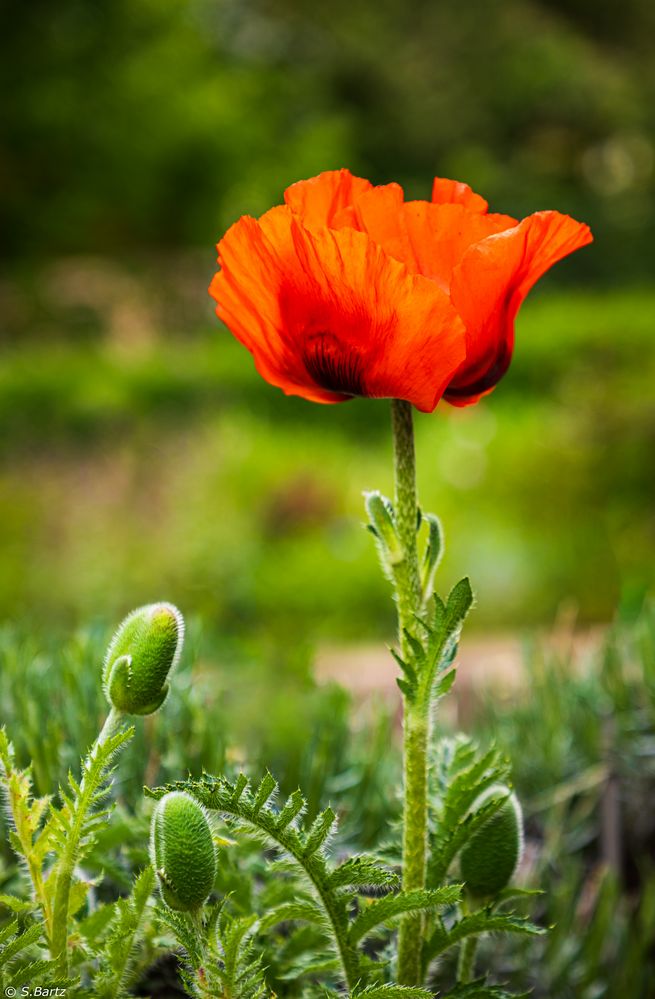 Zauber - Mohn (1)