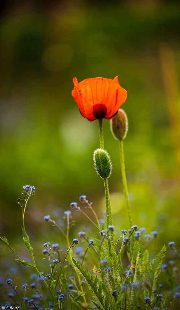 Zauber - Mohn (2)