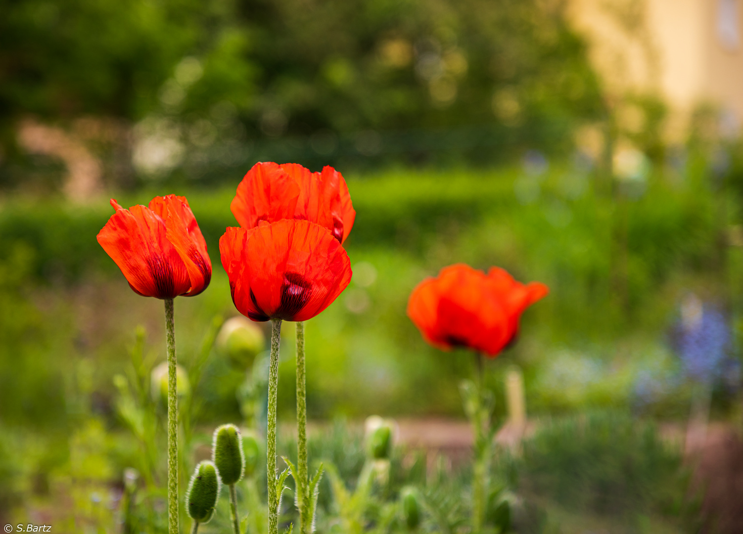 Zauber - Mohn (3) 